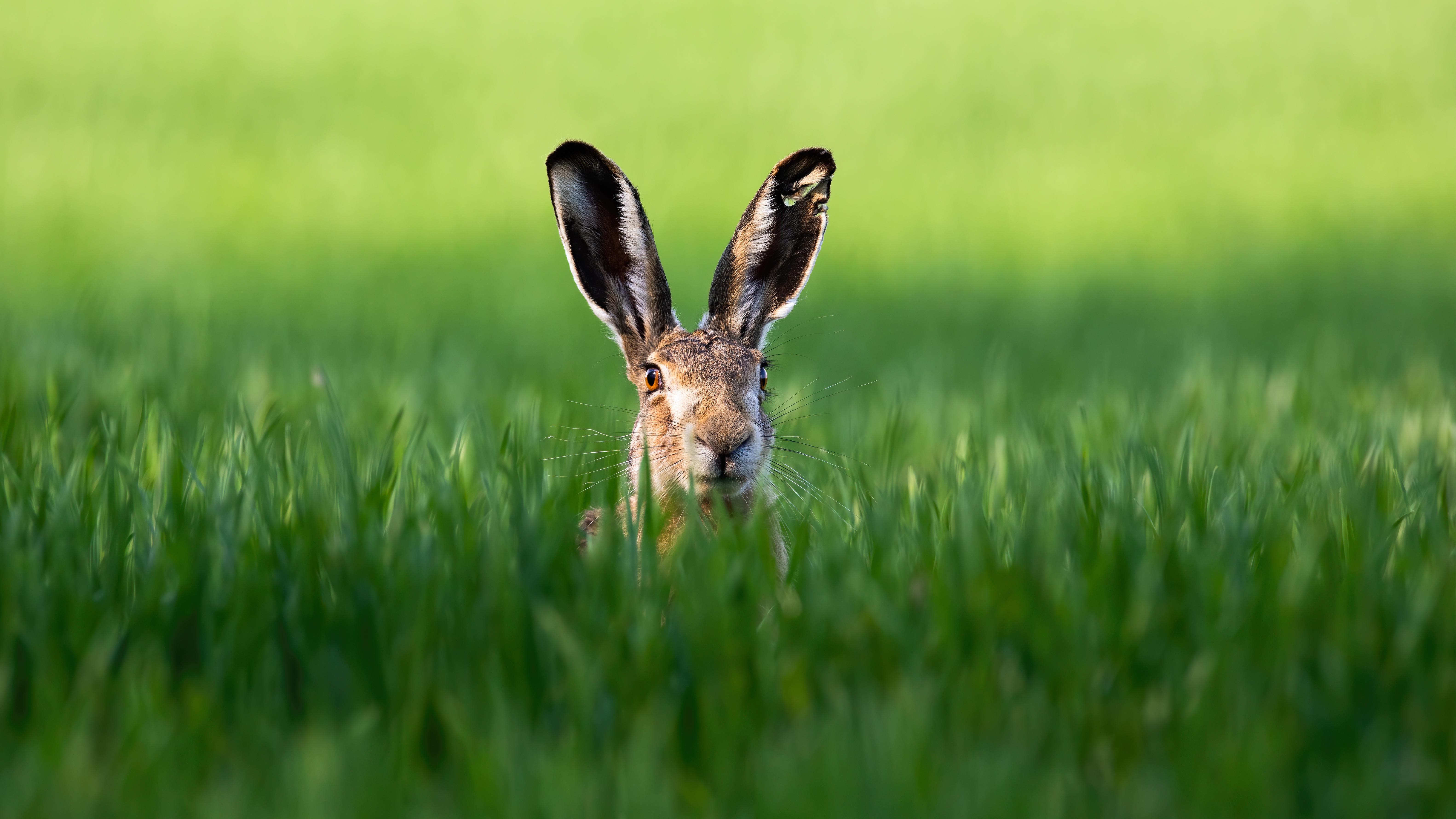 Hare popping its head above tall green grass.  Its ears are standing straight up.