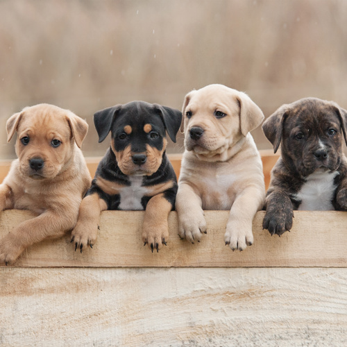 Puppies