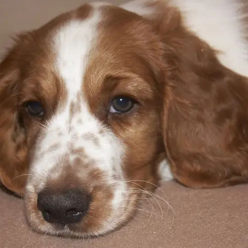 Welsh Springer Spaniel