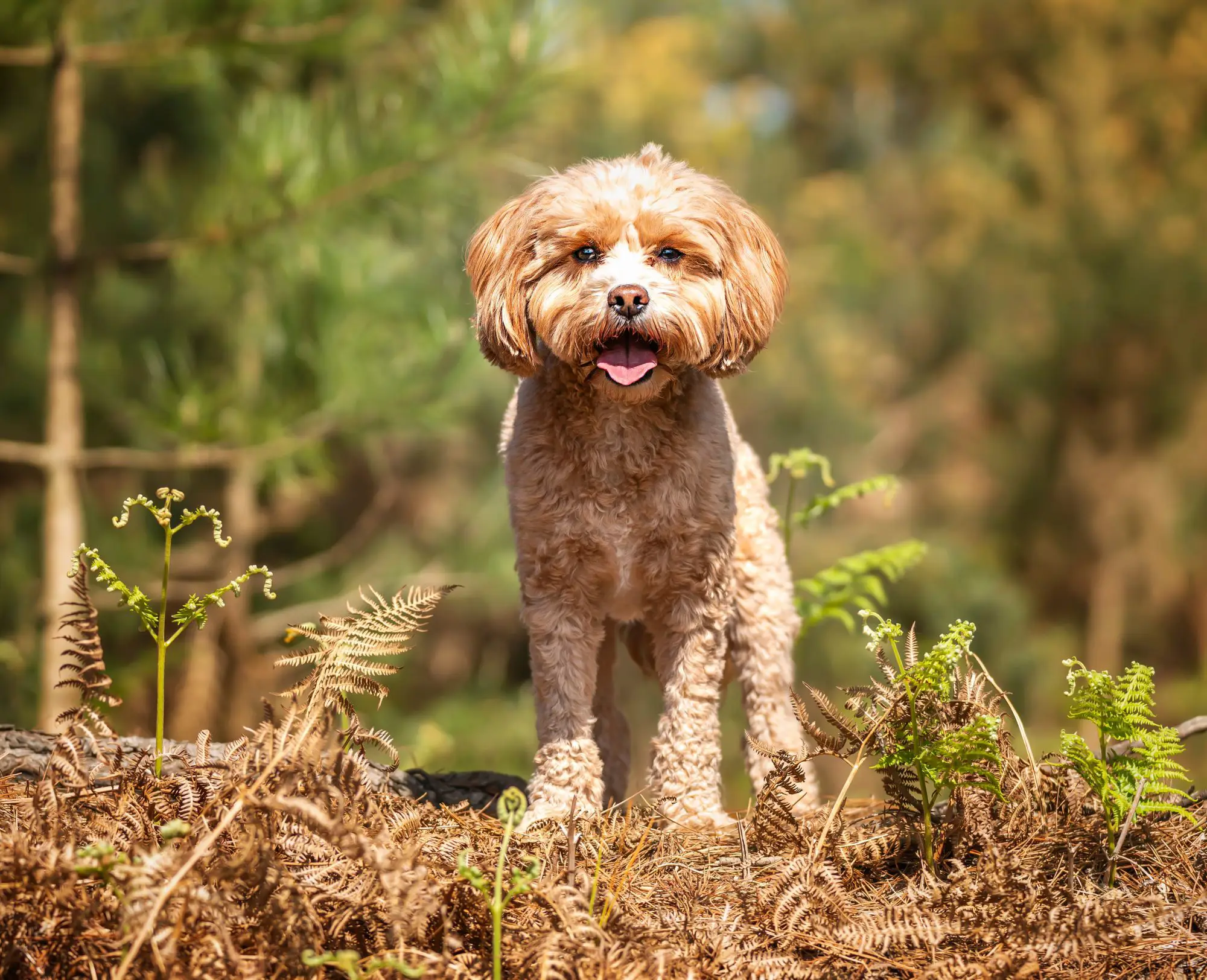 Cavapoo
