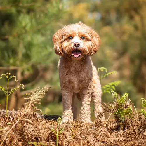Cavapoo