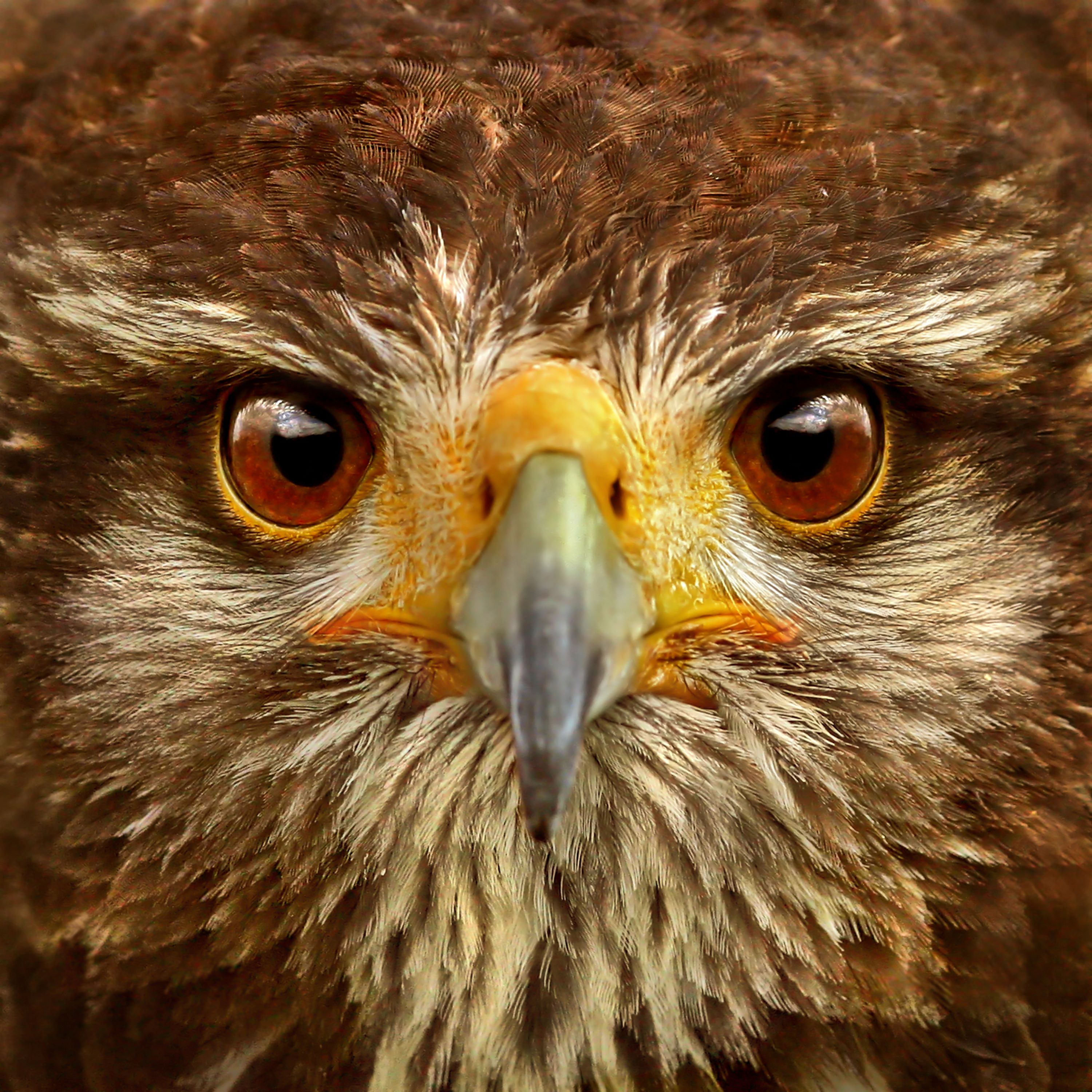 Close up of the face of a bird of prey.