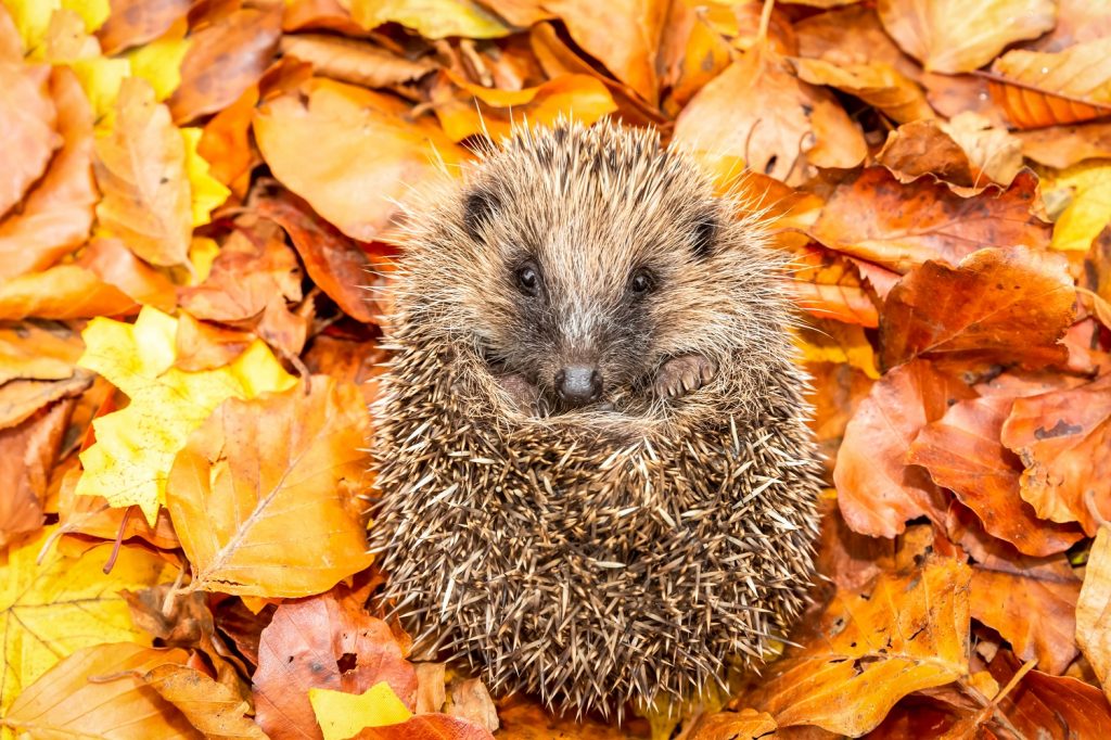 Hedgehog curled up on its back looking at the camera sat on a bed of autumnal leaves.