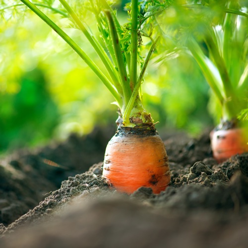 Veg Gardening