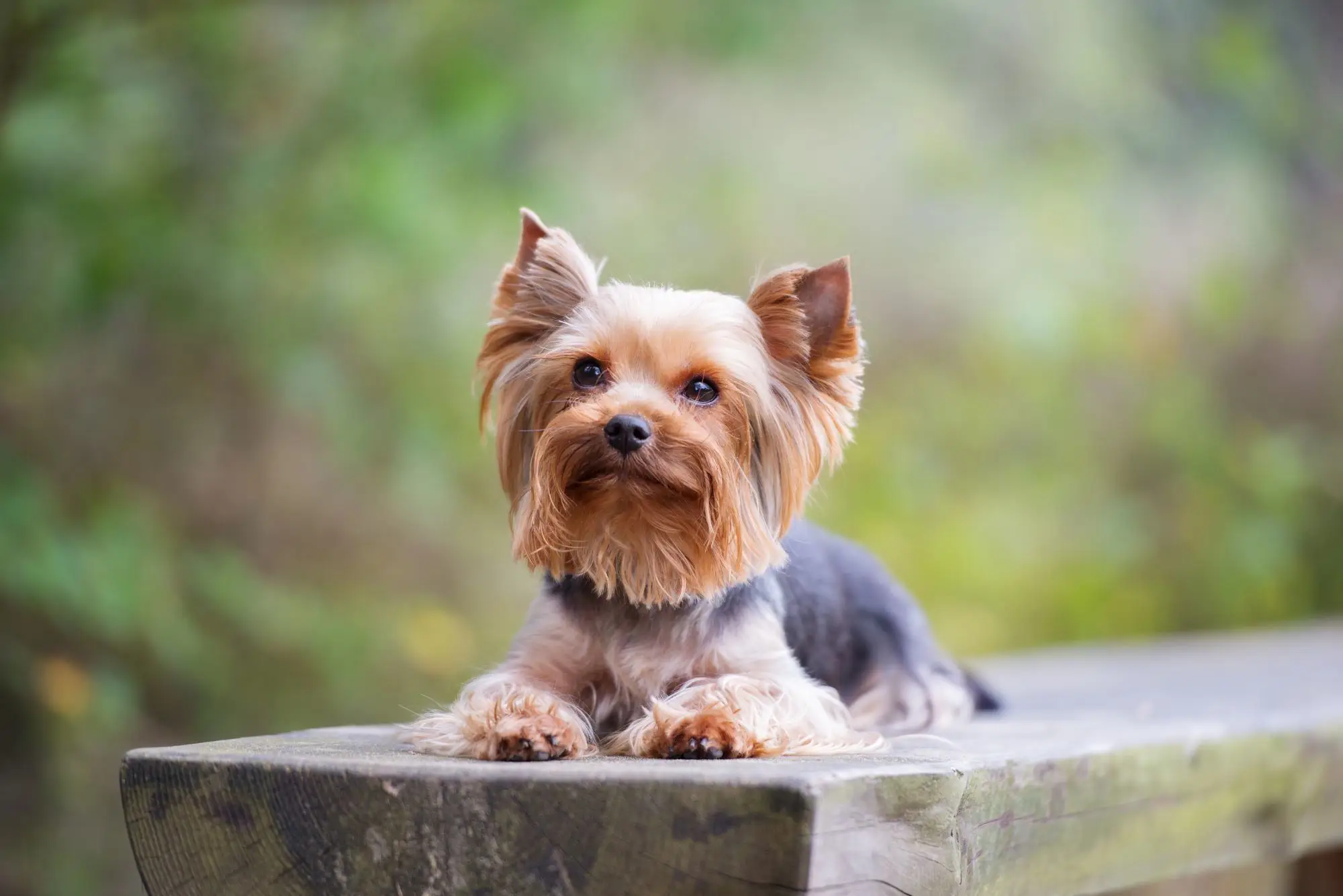 Yorkshire Terrier