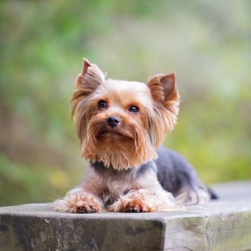 Yorkshire Terrier